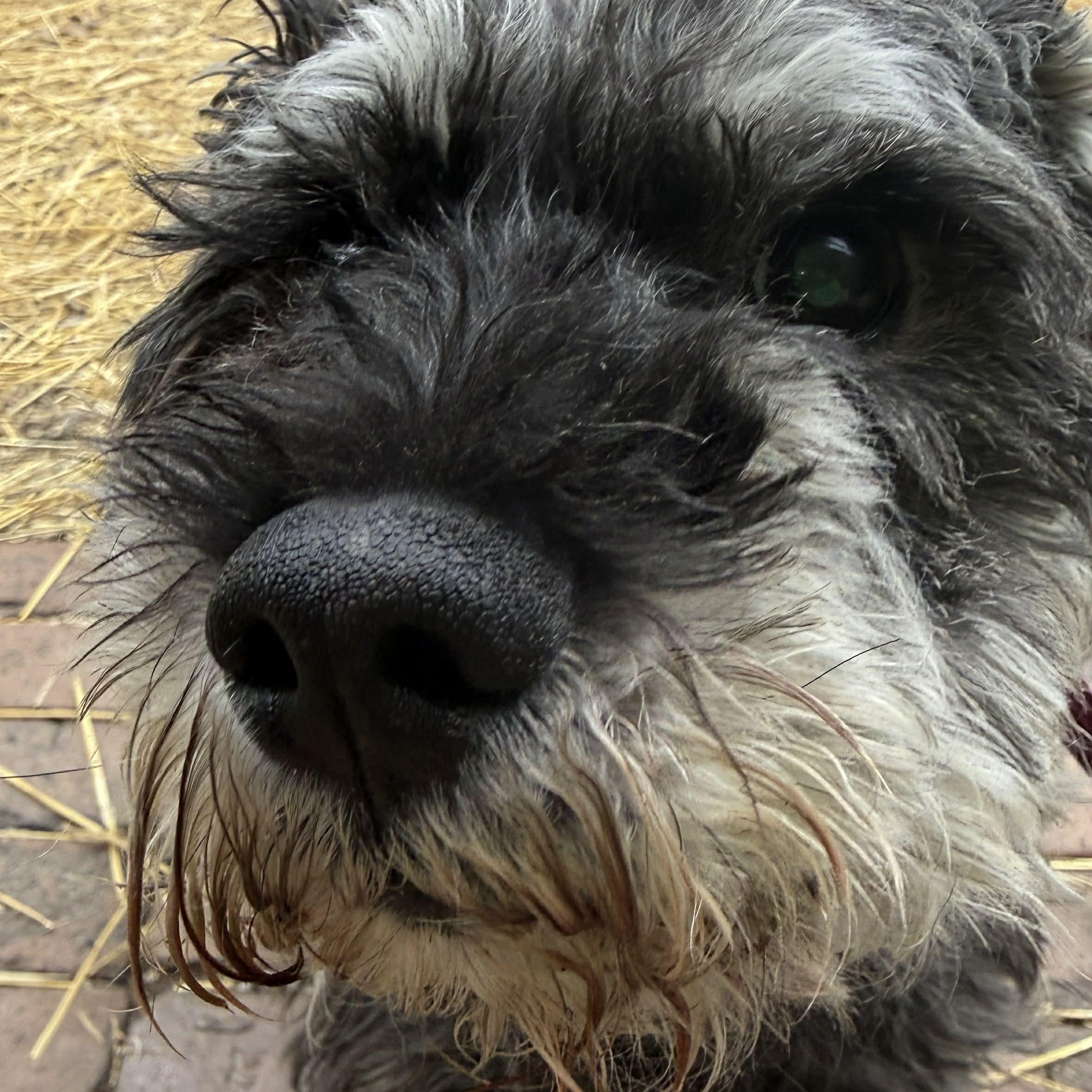 Enlarge Rocco: Sponsor me!, a Adoptable Miniature Schnauzer in Homer Glen, IL image 6/6