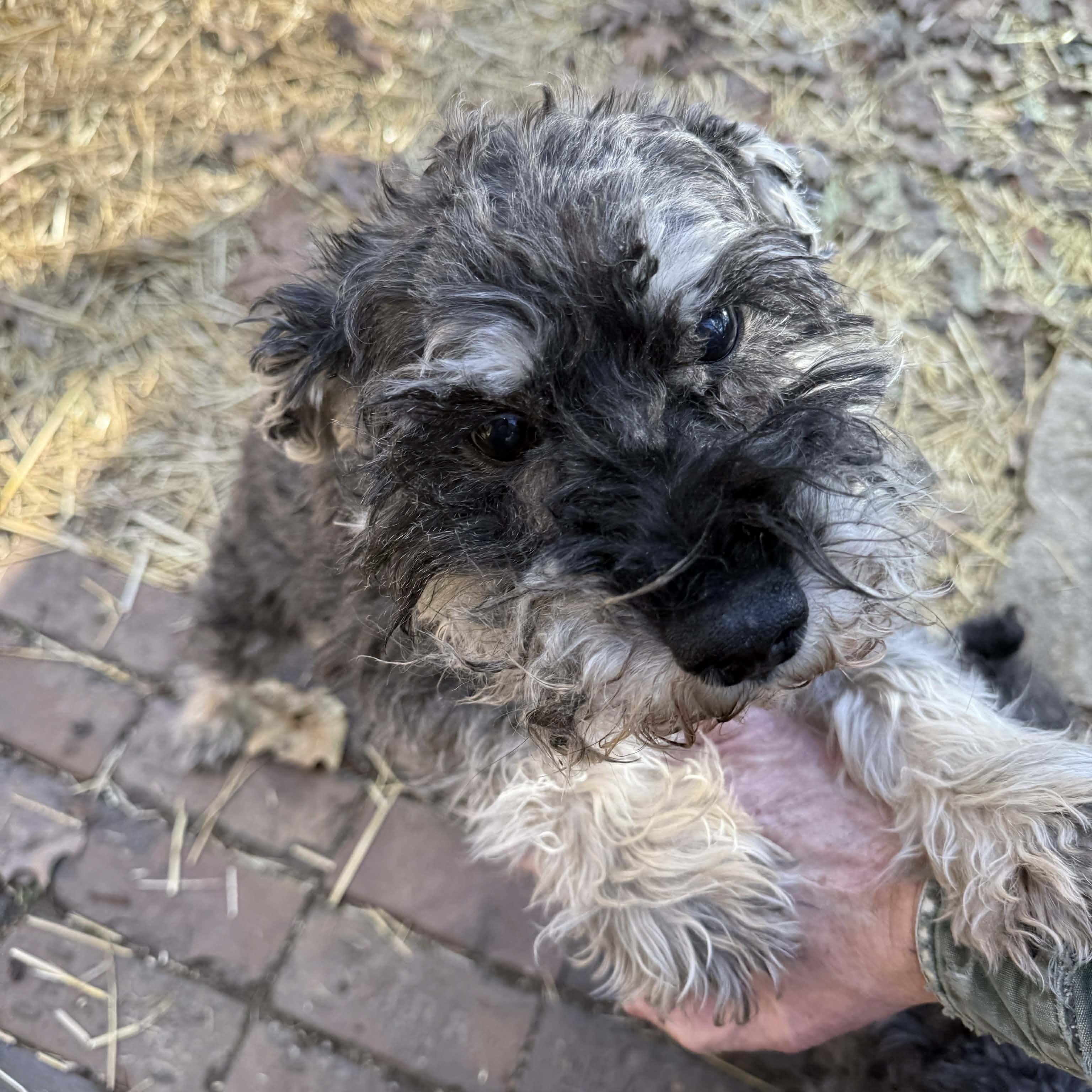 Enlarge Rocco: Sponsor me!, a Adoptable Miniature Schnauzer in Homer Glen, IL image 2/4