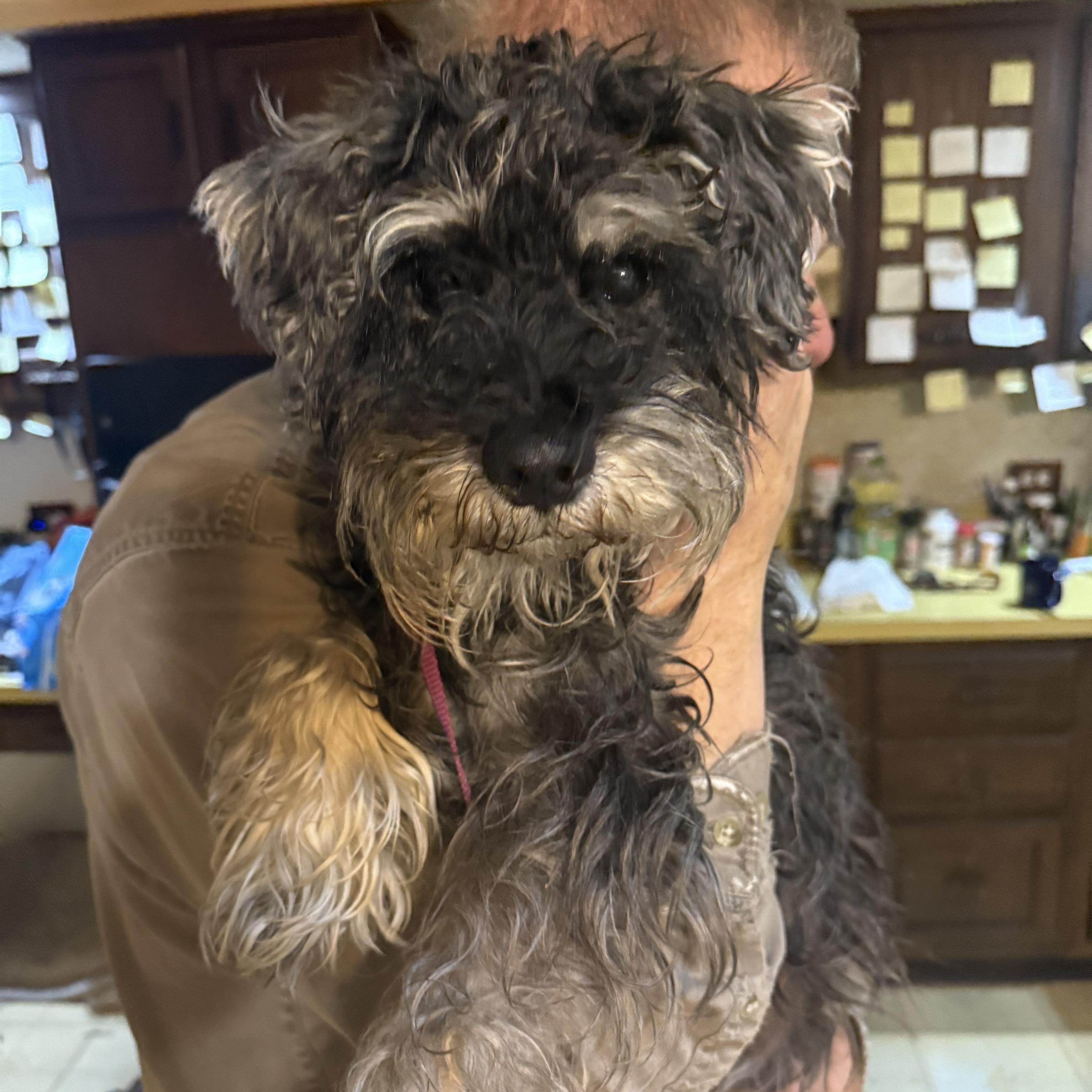 Enlarge Rocco: Sponsor me!, a Adoptable Miniature Schnauzer in Homer Glen, IL image 1/6