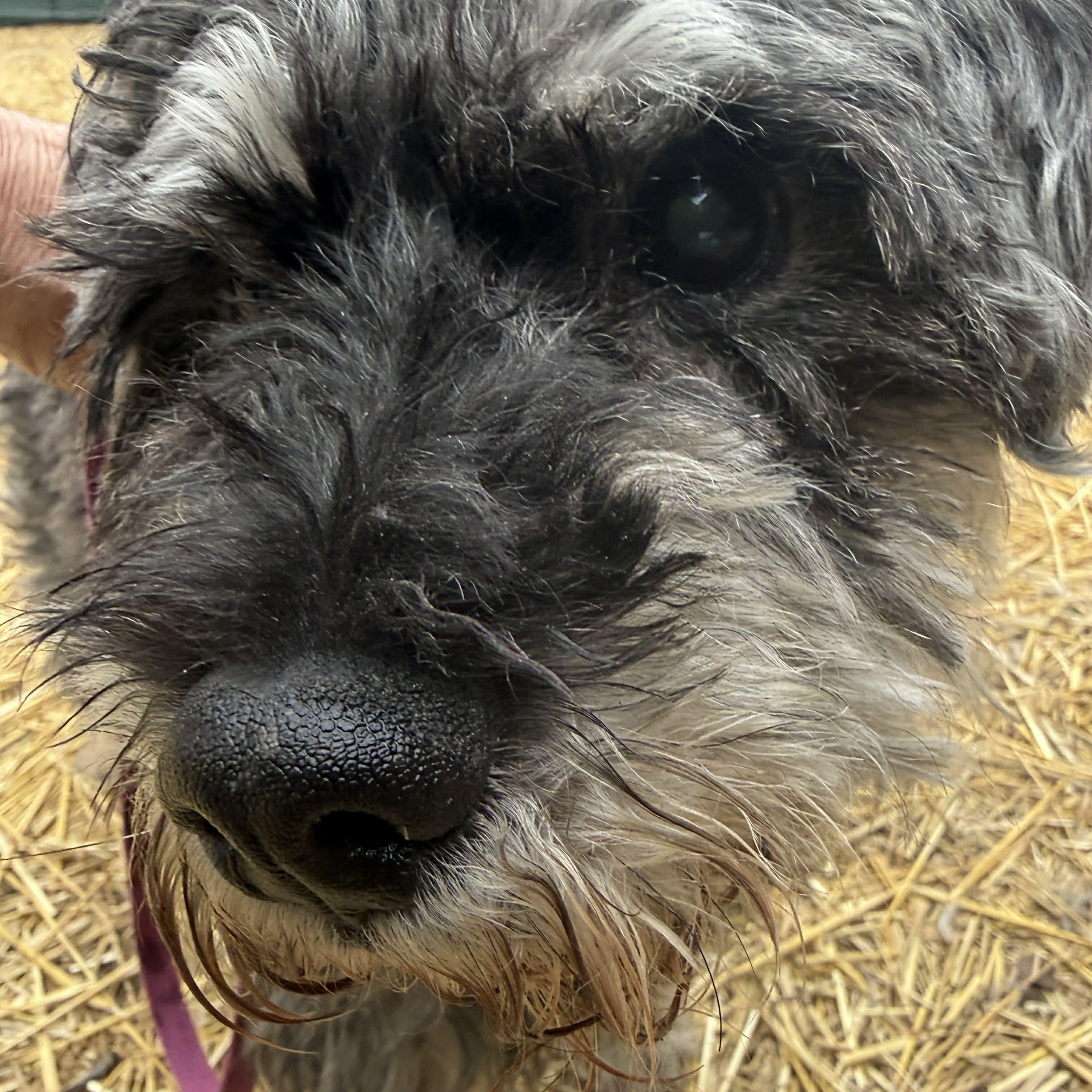 Enlarge Rocco: Sponsor me!, a Adoptable Miniature Schnauzer in Homer Glen, IL image 5/6