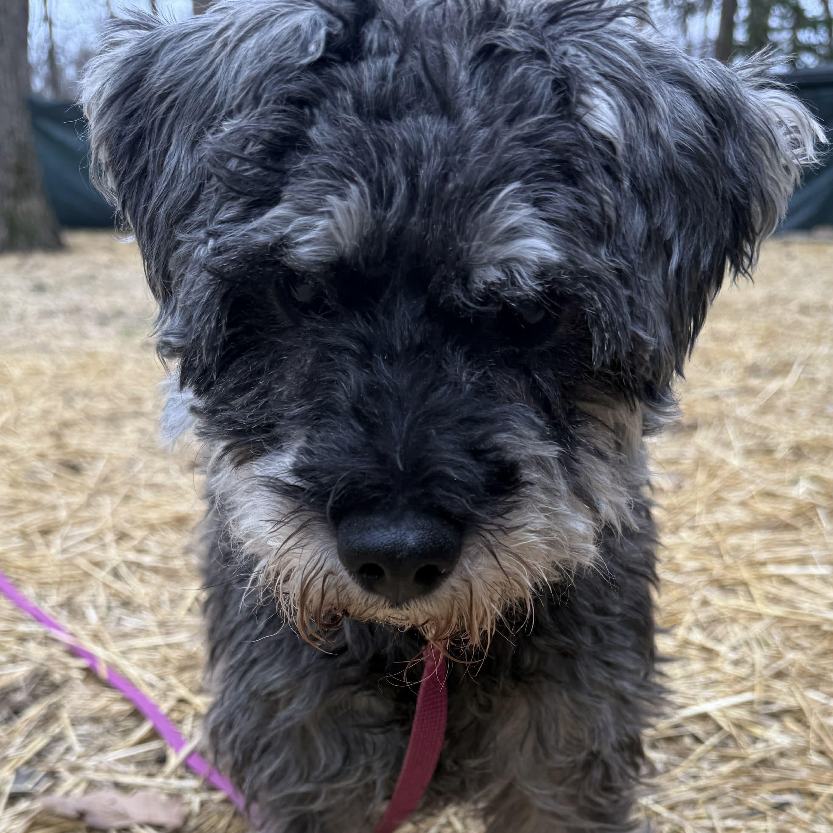 Enlarge Rocco: Sponsor me!, a Adoptable Miniature Schnauzer in Homer Glen, IL image 2/6
