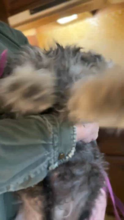 Enlarge Rocco: Sponsor me!, a Adoptable Miniature Schnauzer in Homer Glen, IL video 4/4