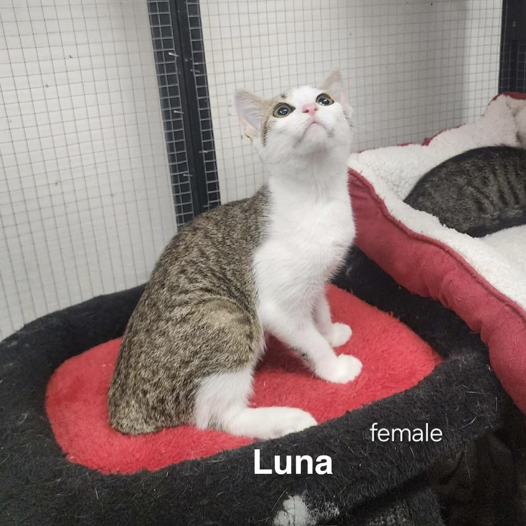 Enlarge Luna, a Adoptable American Shorthair in Collinsville , OK image 1/1