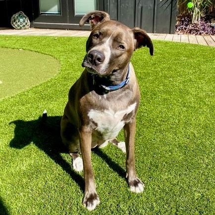 Enlarge Lana, a ADOPTABLE mixed breed in Key Largo, FL image 3/6