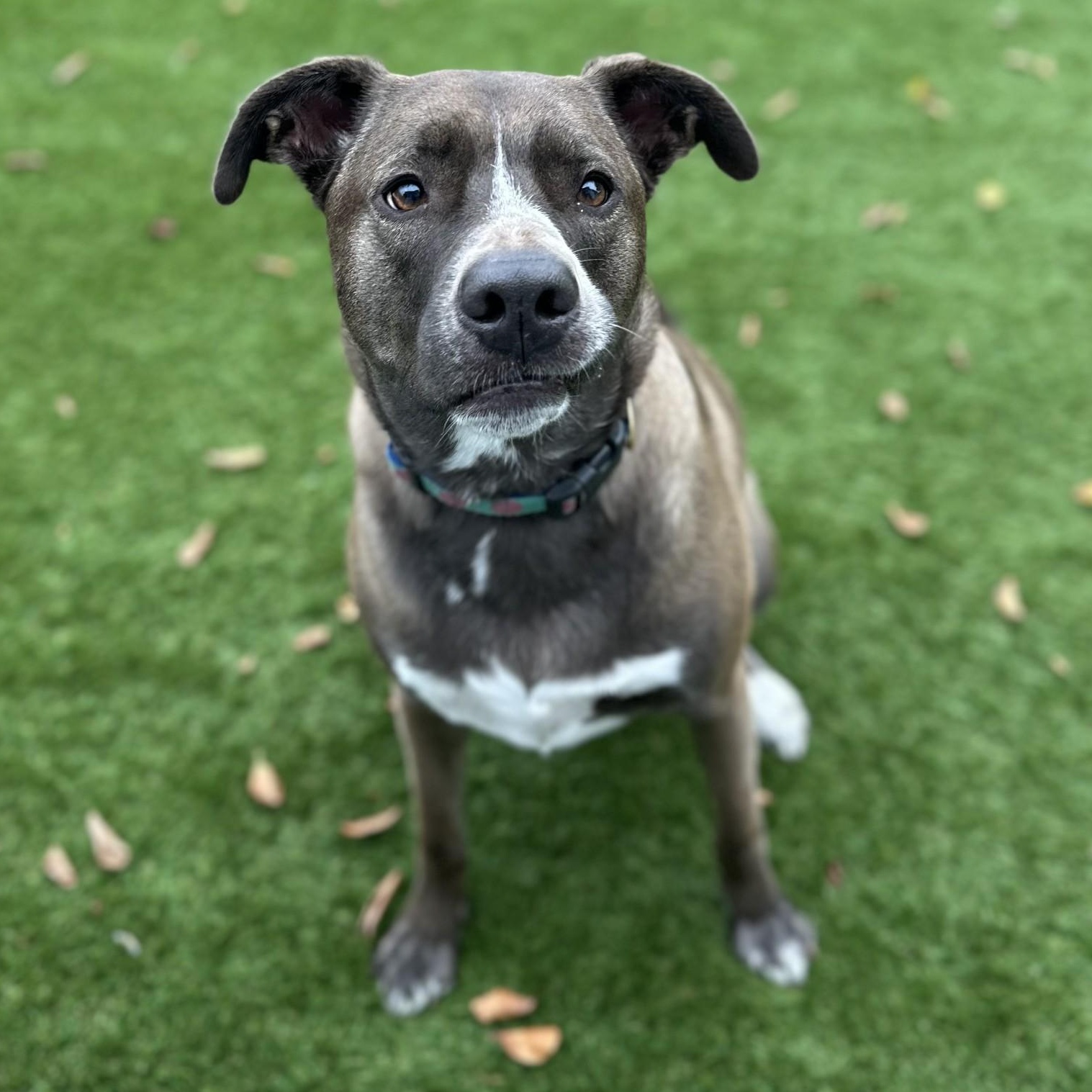 Enlarge Lana, a ADOPTABLE mixed breed in Key Largo, FL image 2/6