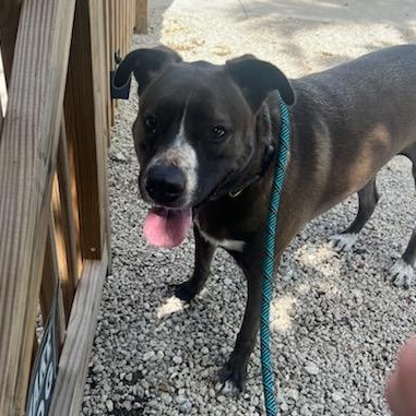 Enlarge Lana, a ADOPTABLE mixed breed in Key Largo, FL image 4/6