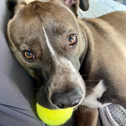 Enlarge Lana, a ADOPTABLE mixed breed in Key Largo, FL image 6/6