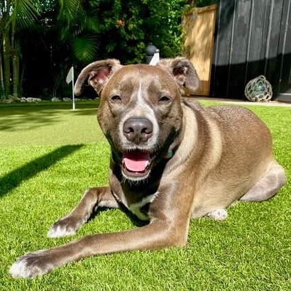 Enlarge Lana, a ADOPTABLE mixed breed in Key Largo, FL image 5/6