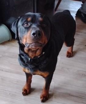 Enlarge Odie, an adoptable Rottweiler in Oklahoma City, OK image 3/3