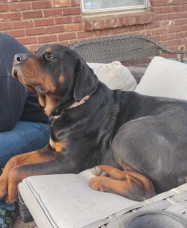 Enlarge Odie, an adoptable Rottweiler in Oklahoma City, OK image 2/3