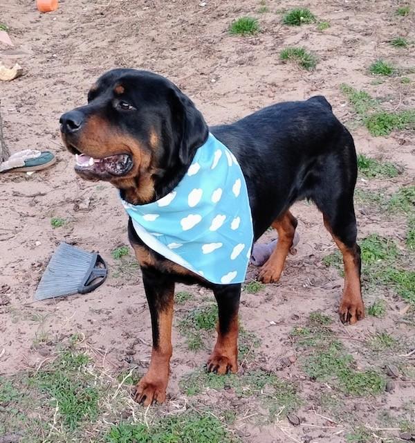 Enlarge Odie, an adoptable Rottweiler in Oklahoma City, OK image 1/3
