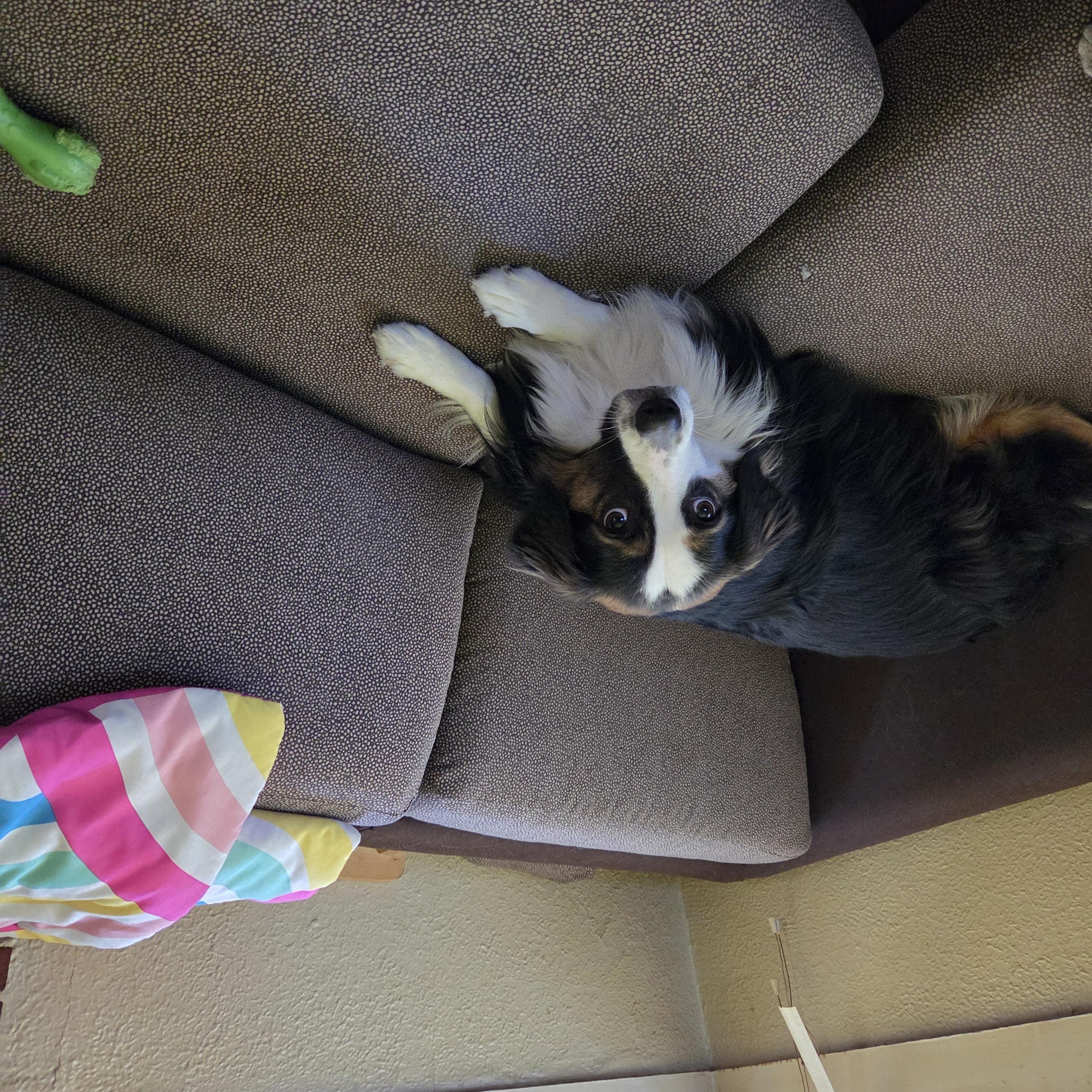 Enlarge MAGGIE - COURTESY LISTING, a Adoptable Border Collie in Burlington, NC image 4/4