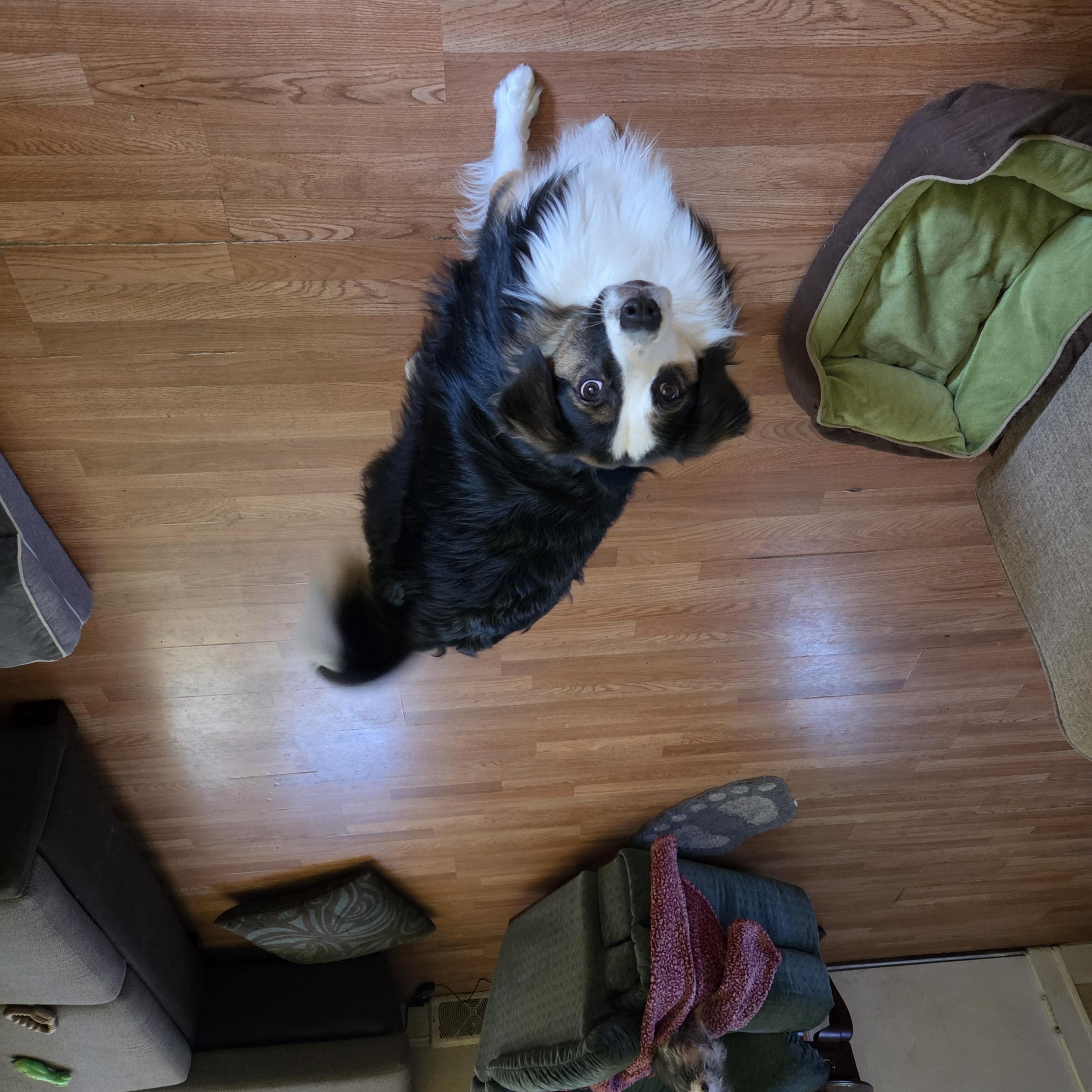 Enlarge MAGGIE - COURTESY LISTING, a Adoptable Border Collie in Burlington, NC image 3/4