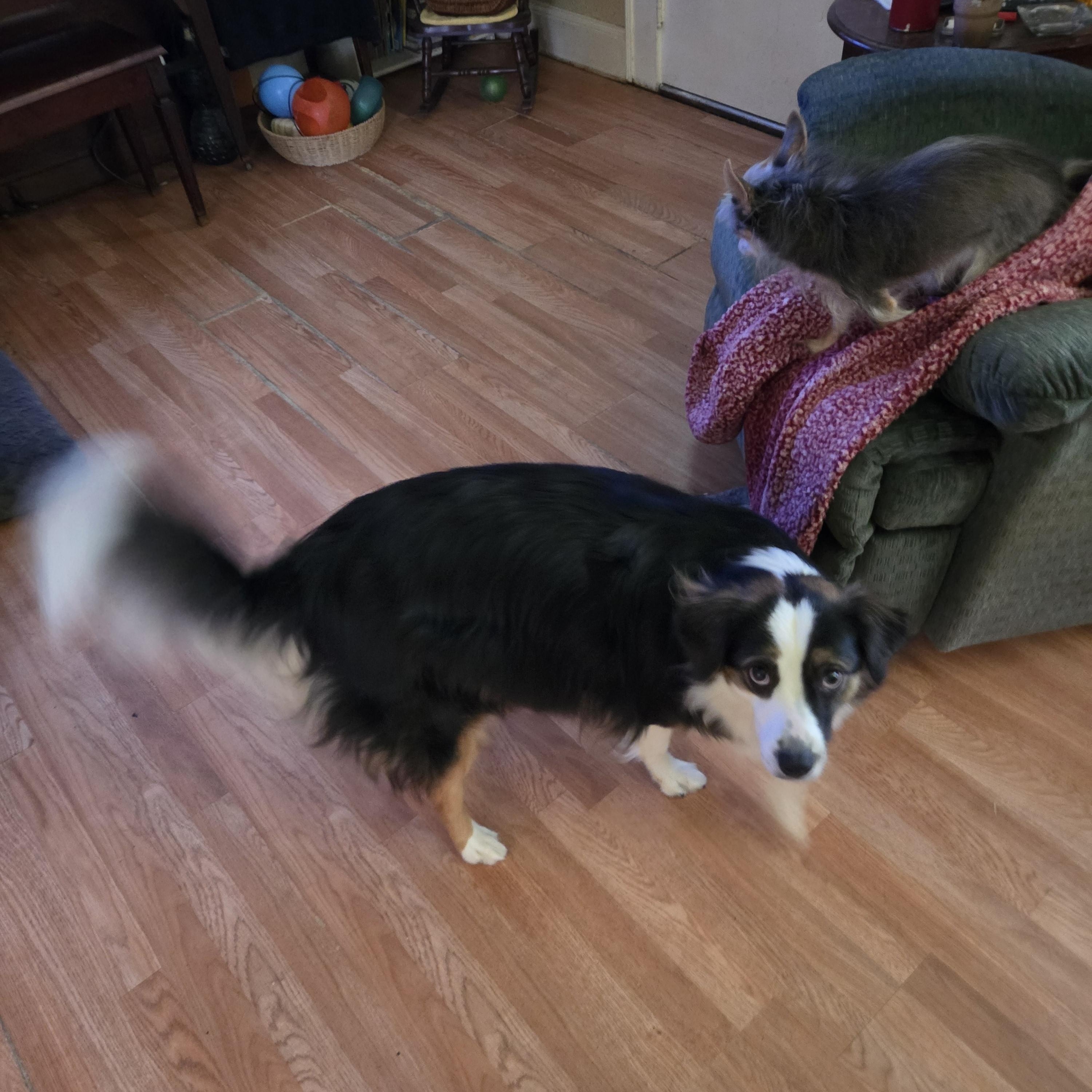 Enlarge MAGGIE - COURTESY LISTING, a Adoptable Border Collie in Burlington, NC image 2/4