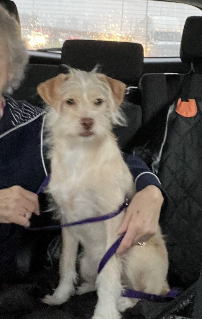 Lion, Adopted, Puppy Male Jack Russell Terrier & Wirehaired Terrier.