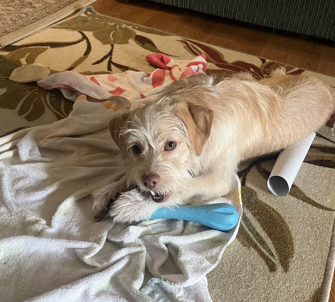 Lion, a Adopted mixed breed in Colleyville, TX image 2/6