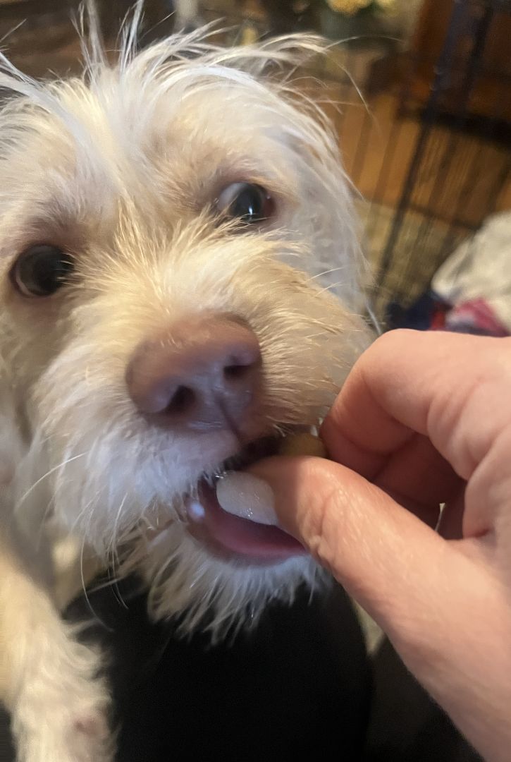 Lion, a Adopted mixed breed in Colleyville, TX image 3/6