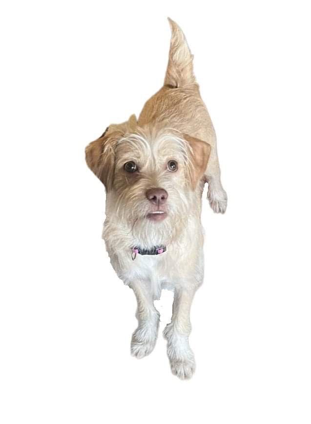 Lion, a Adopted mixed breed in Colleyville, TX image 4/6