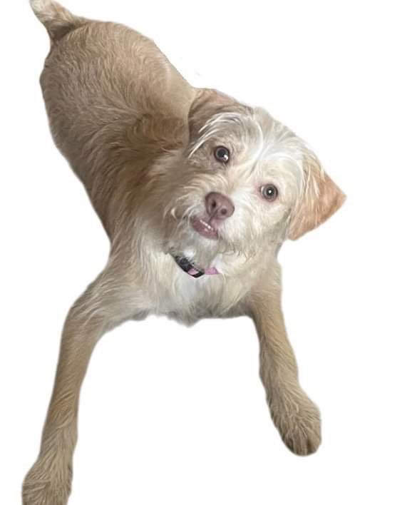 Lion, a Adopted mixed breed in Colleyville, TX image 5/6