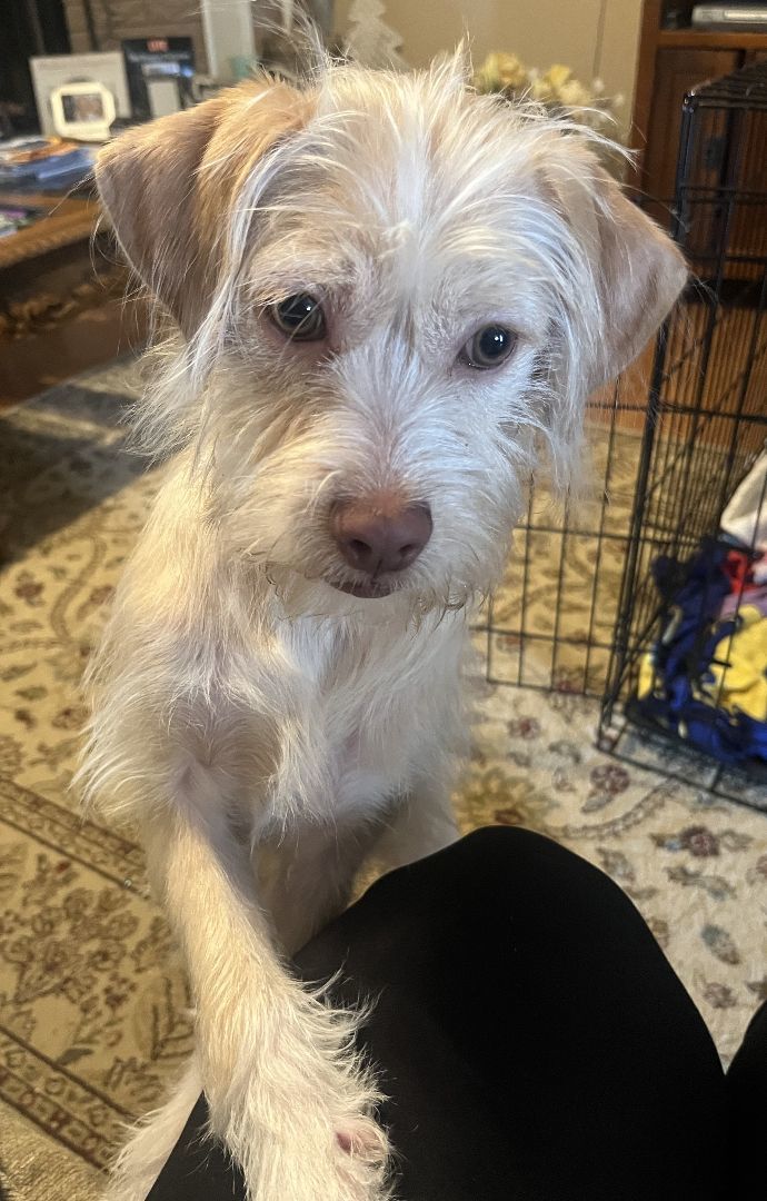 Lion, a Adopted mixed breed in Colleyville, TX image 6/6