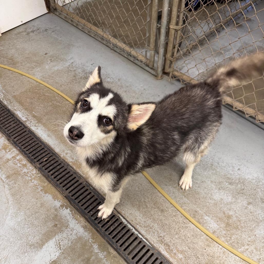 Enlarge Shelby, a Adoptable Husky in Meadow Lake, SK image 1/2