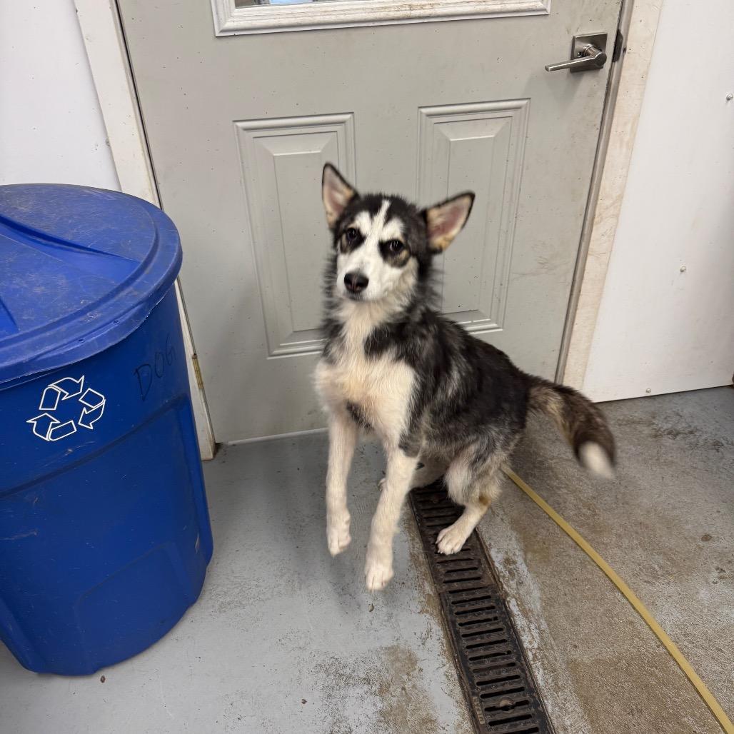 Enlarge Shelby, a Adoptable Husky in Meadow Lake, SK image 2/2