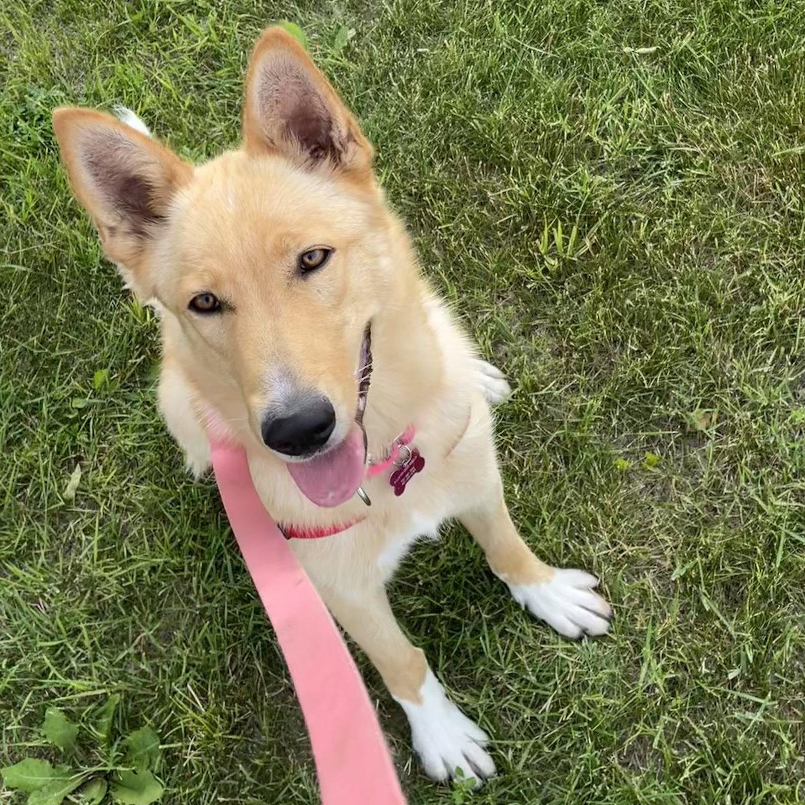 Enlarge Belinda, a Adoptable Shepherd in Fargo, ND image 1/3