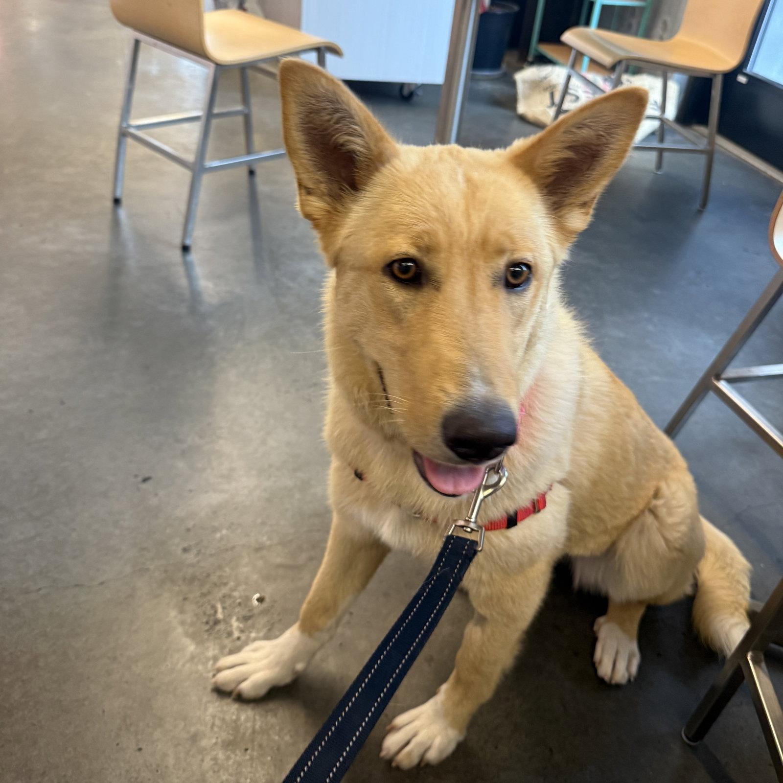 Belinda, a Adoptable Shepherd in Fargo, ND image 1/3
