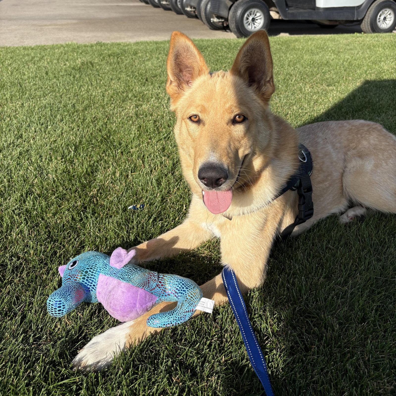 Enlarge Belinda, a Adoptable Shepherd in Fargo, ND image 2/3