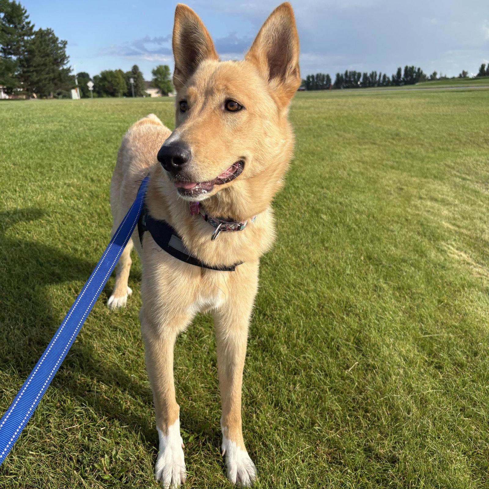Enlarge Belinda, a Adoptable Shepherd in Fargo, ND image 3/3