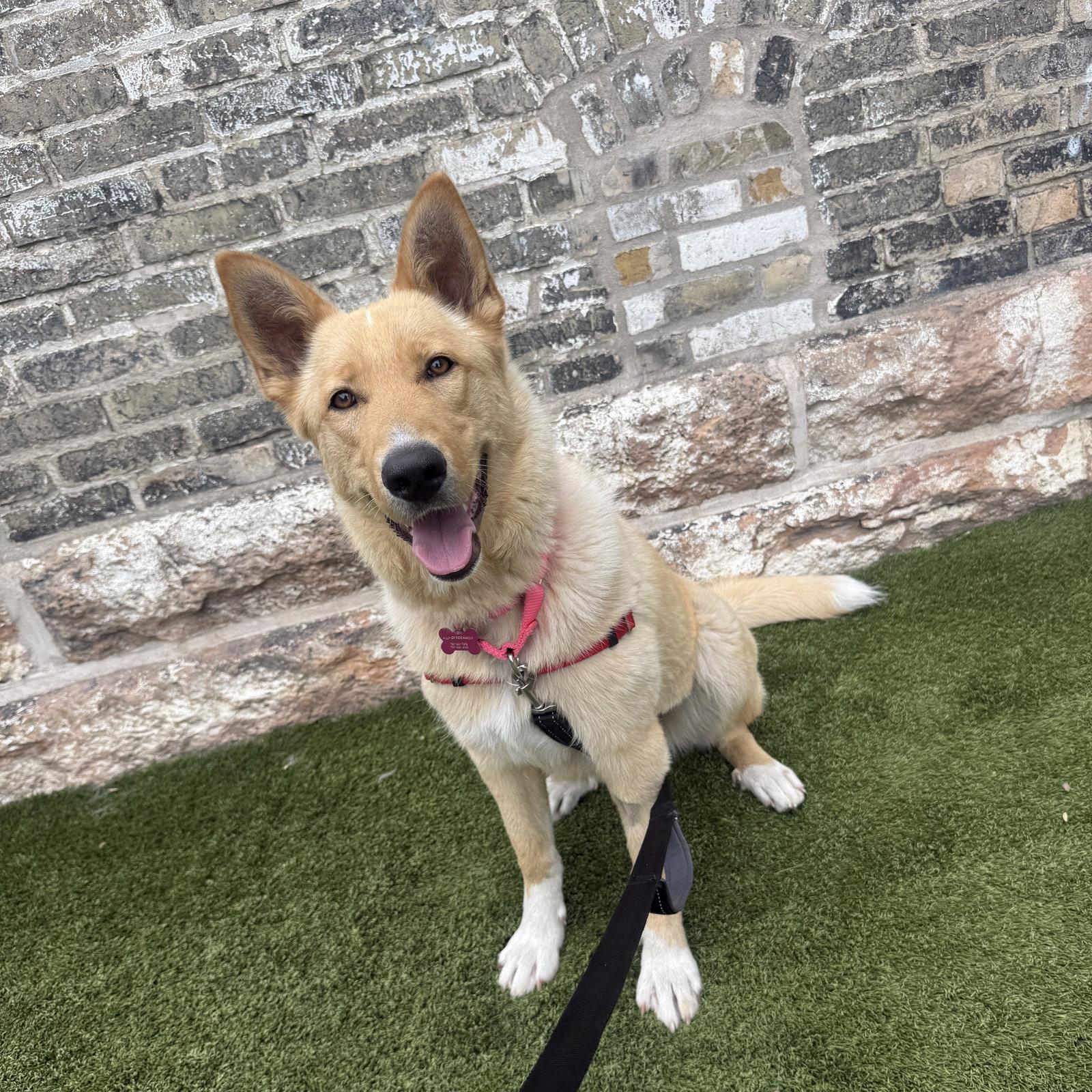 Belinda, a Adoptable Shepherd in Fargo, ND image 2/3