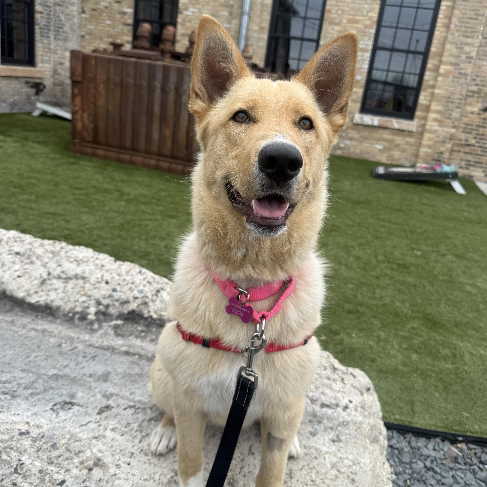 Belinda, a Adoptable Shepherd in Fargo, ND image 3/3