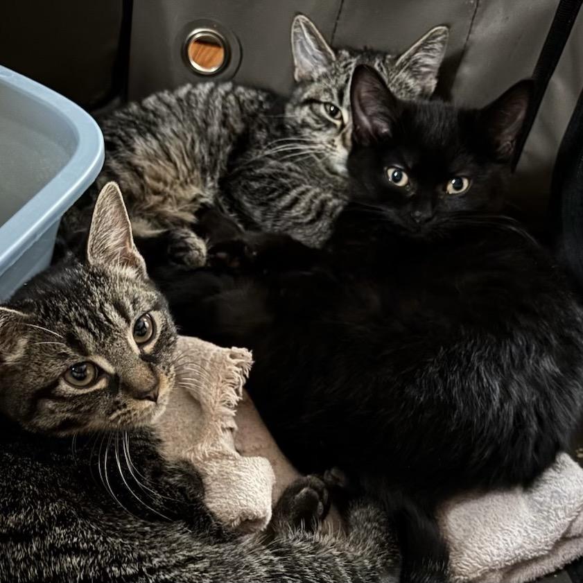 26-59 Flitwick, Adoptable, Kitten Male Domestic Short Hair.