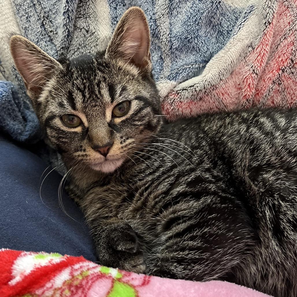 26-59 Flitwick — thumbnail 4