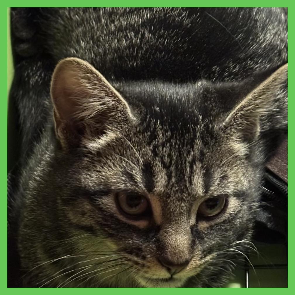 26-59 Flitwick, Adoptable, Kitten Male Domestic Short Hair.