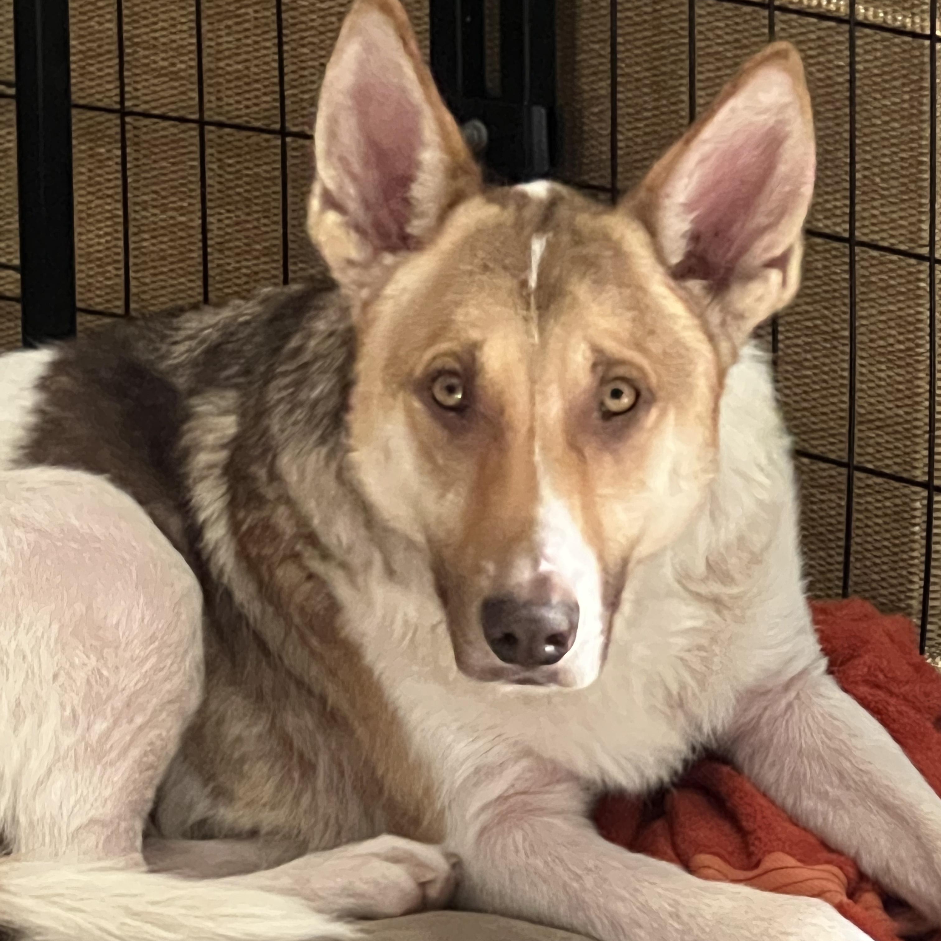 Rocky, a Adoptable mixed breed in Santa Barbara, CA image 3/6