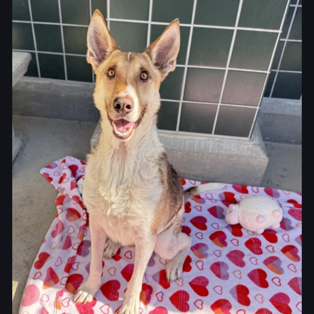 Rocky, Adoptable, Adult Male German Shepherd Dog.