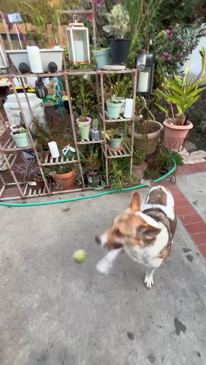 Enlarge Rocky, a Adoptable mixed breed in Santa Barbara, CA video 6/6