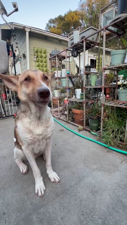 Enlarge Rocky, a Adoptable mixed breed in Santa Barbara, CA video 5/6