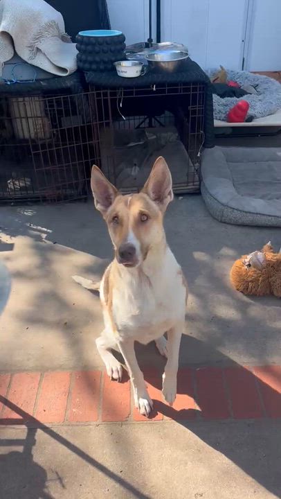 Enlarge Rocky, a Adoptable mixed breed in Santa Barbara, CA video 4/6