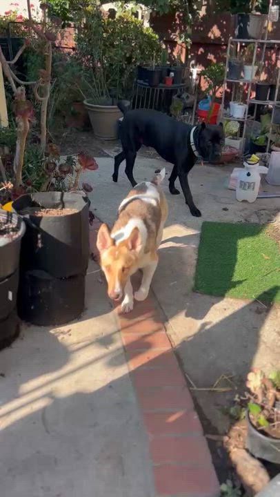 Enlarge Rocky, a Adoptable mixed breed in Santa Barbara, CA video 2/6