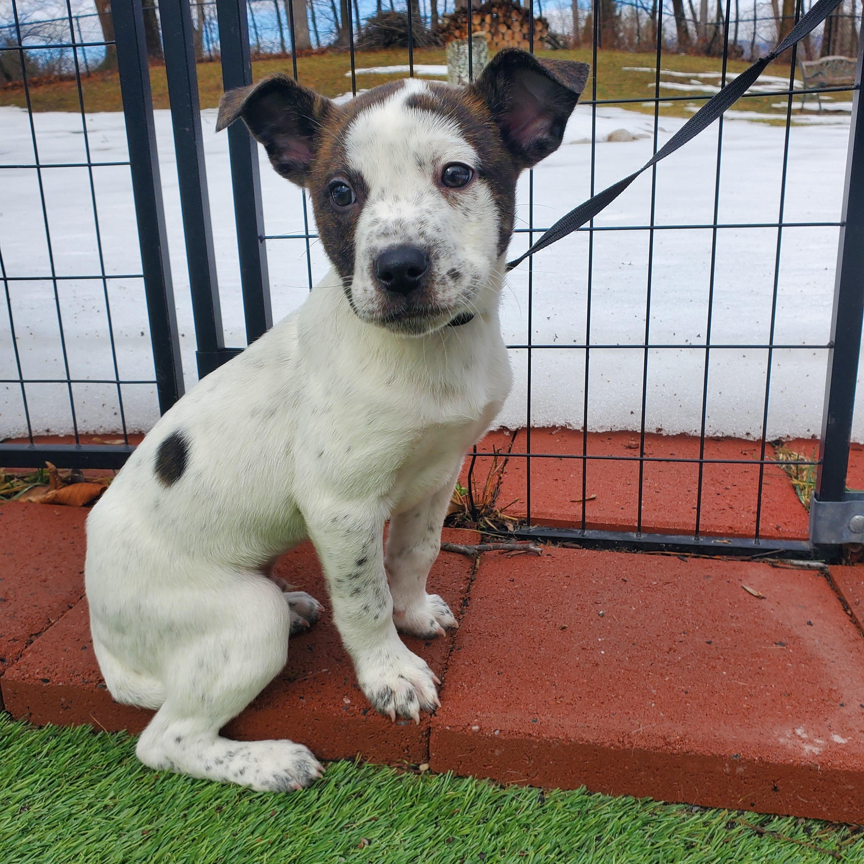 Mike, Adoptable, Puppy Male Pit Bull Terrier & Mixed Breed.