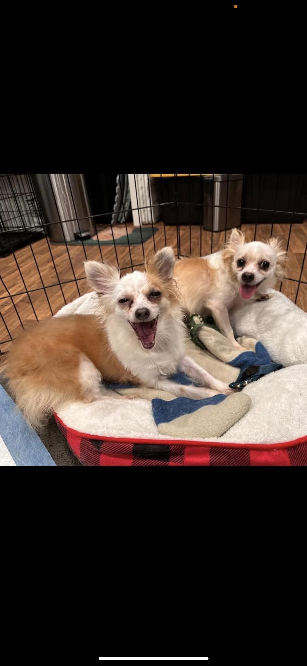 Enlarge Bella and Ace - The Cuties, a Adoptable Chihuahua image 1/1