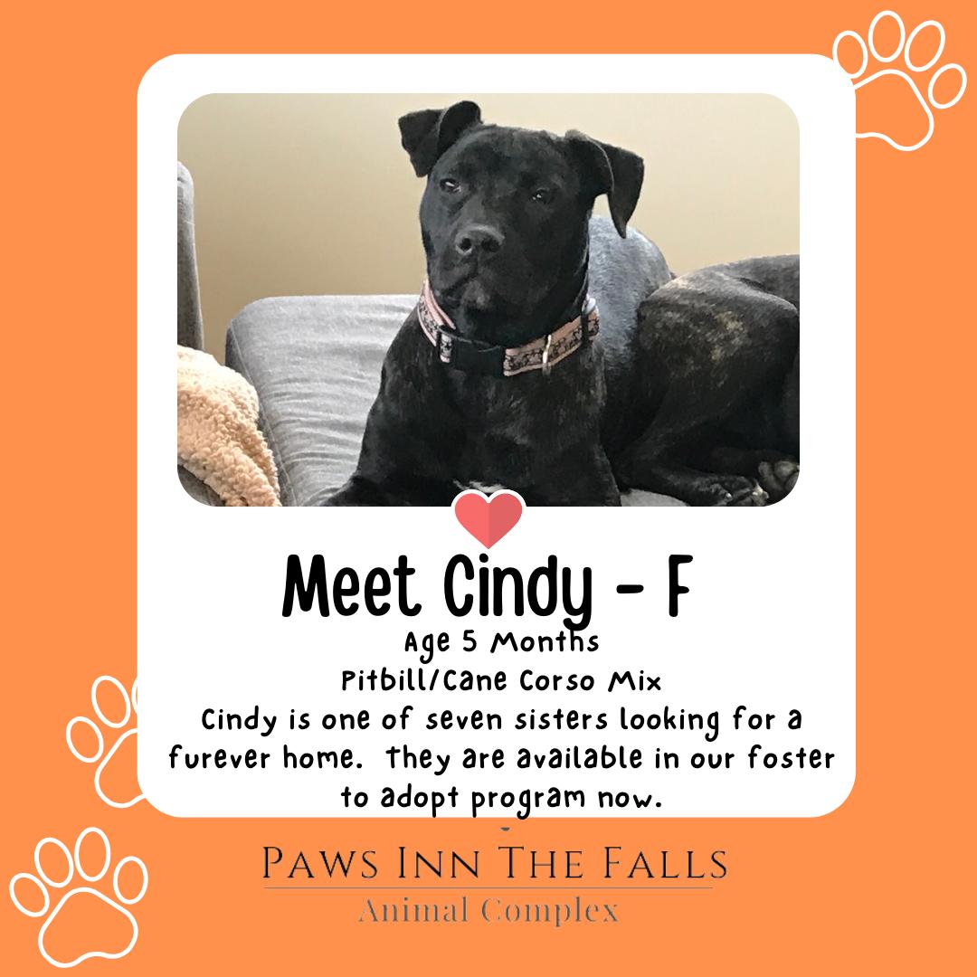 Enlarge Cindy, a Adopted mixed breed in Wheatfield, NY image 1/1