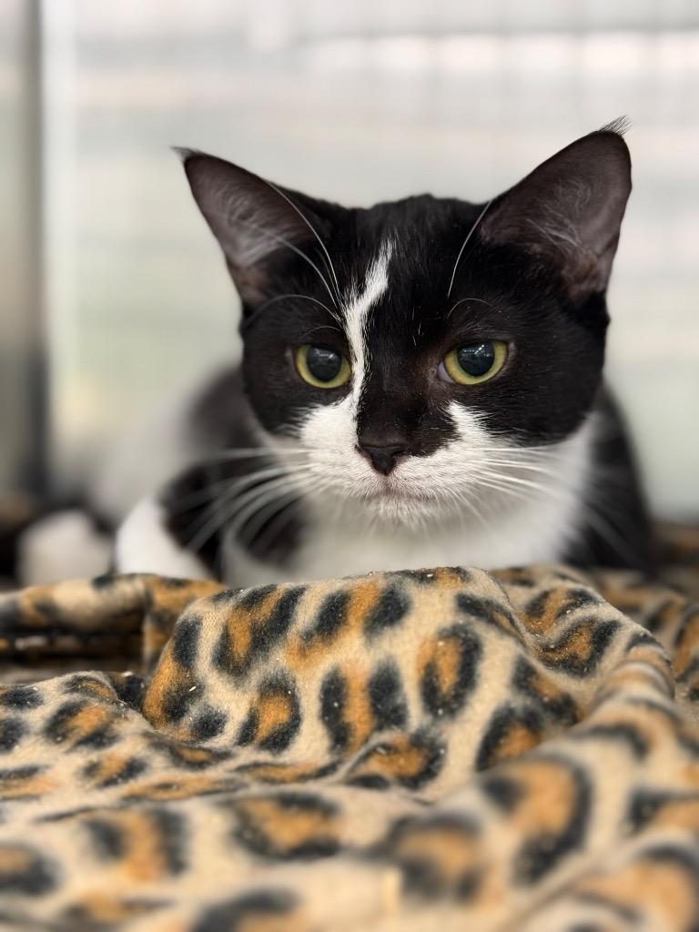 Missy IN FOSTER, Adoptable, Young Female Domestic Short Hair.