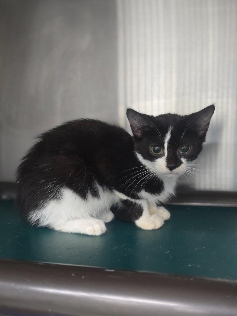 Missy, Adoptable, Young Female Domestic Short Hair.