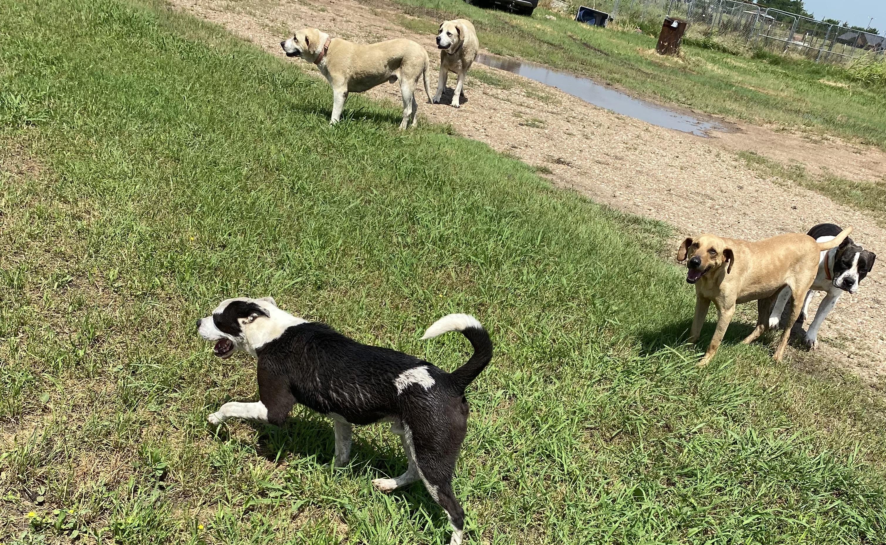 Erth, a Adoptable mixed breed in Falls Church, VA image 2/2