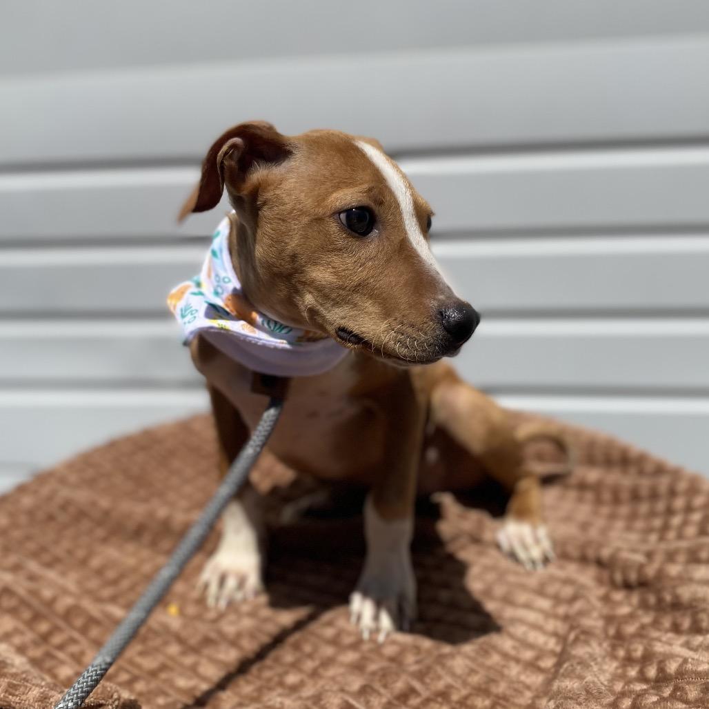 Neal, Adoptable, Young Male Pit Bull Terrier.