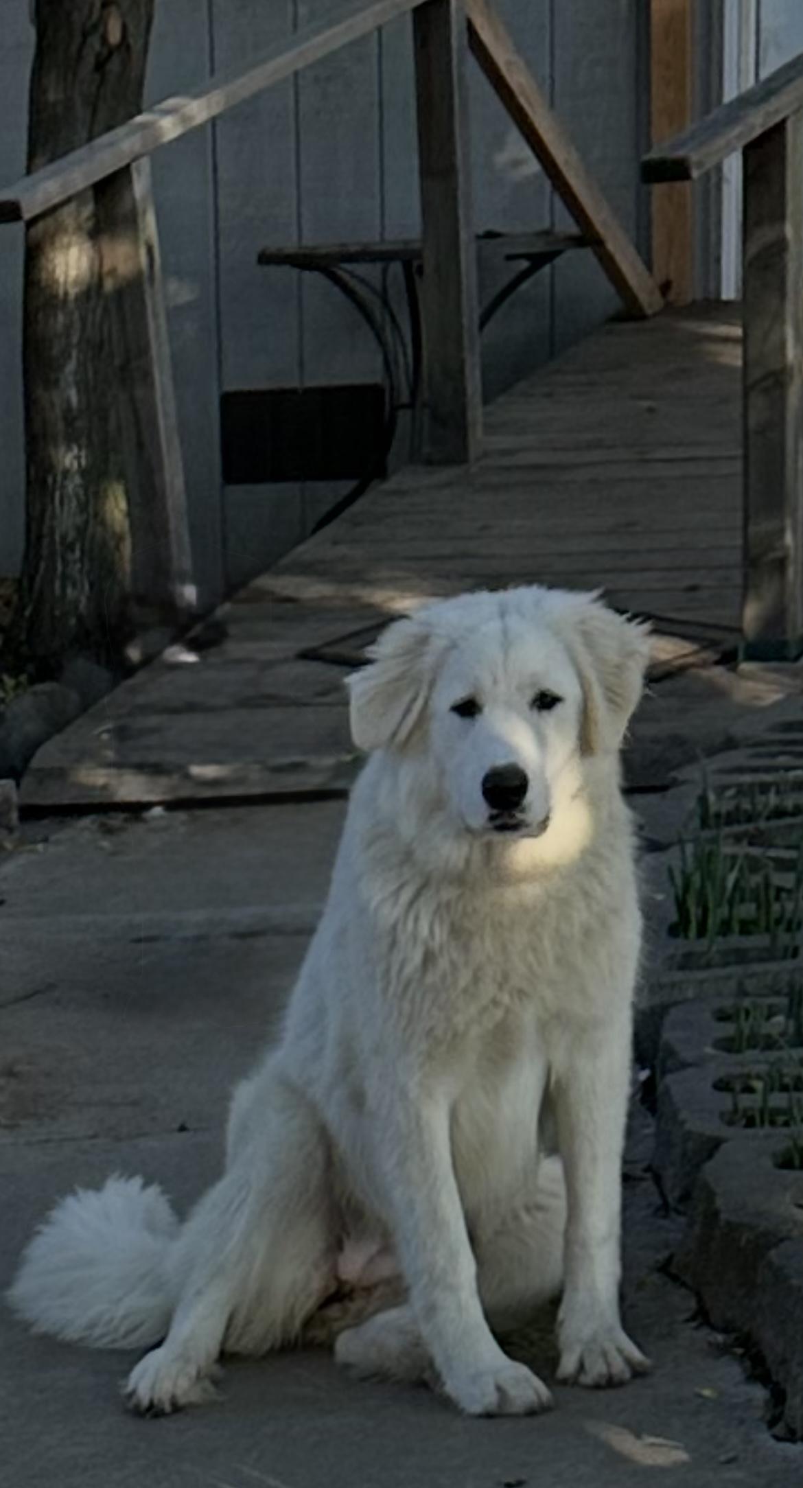 Enlarge Lucky, a ADOPTABLE mixed breed in Yuba City, CA image 3/3