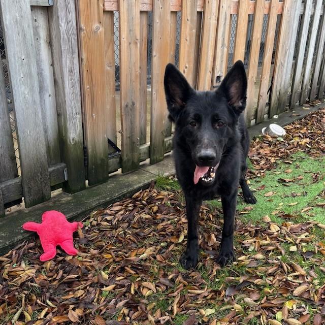 Damian, a Adoptable German Shepherd Dog image 1/3